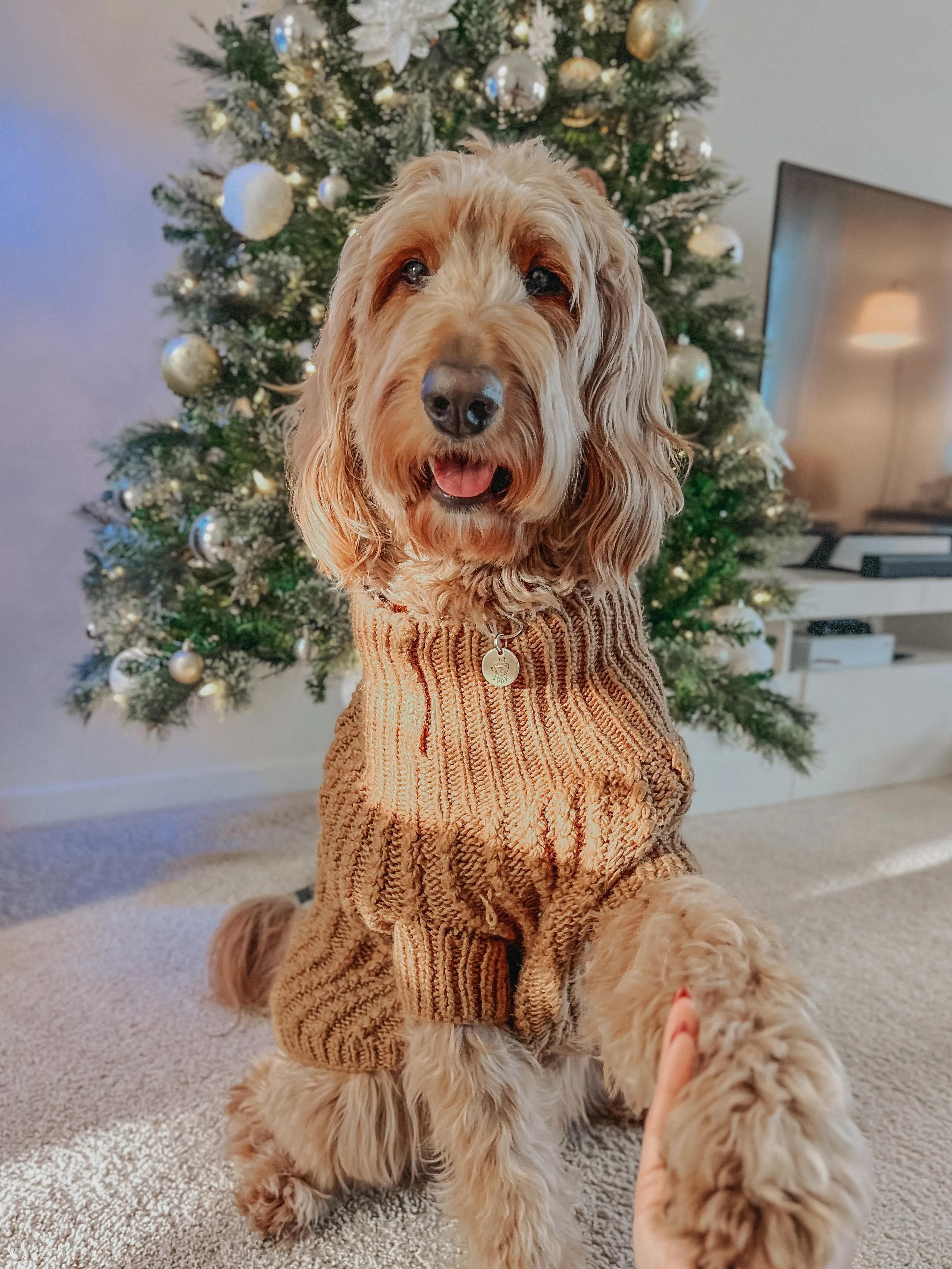 Dog Cable Knit Sweater - Brown